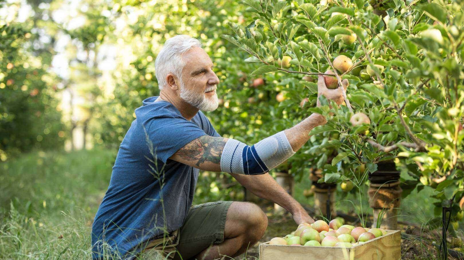 Auf dem Bild ist ein Mann zu sehen, der im Garten Obst pflückt und dabei eine Bauerfeind Ellenbogenbandage trägt. Die EpiTrain bietet Unterstützung bei Tennisellenbogen-Beschwerden im Alltag und kann dazu beitragen, Schmerzen zu lindern.