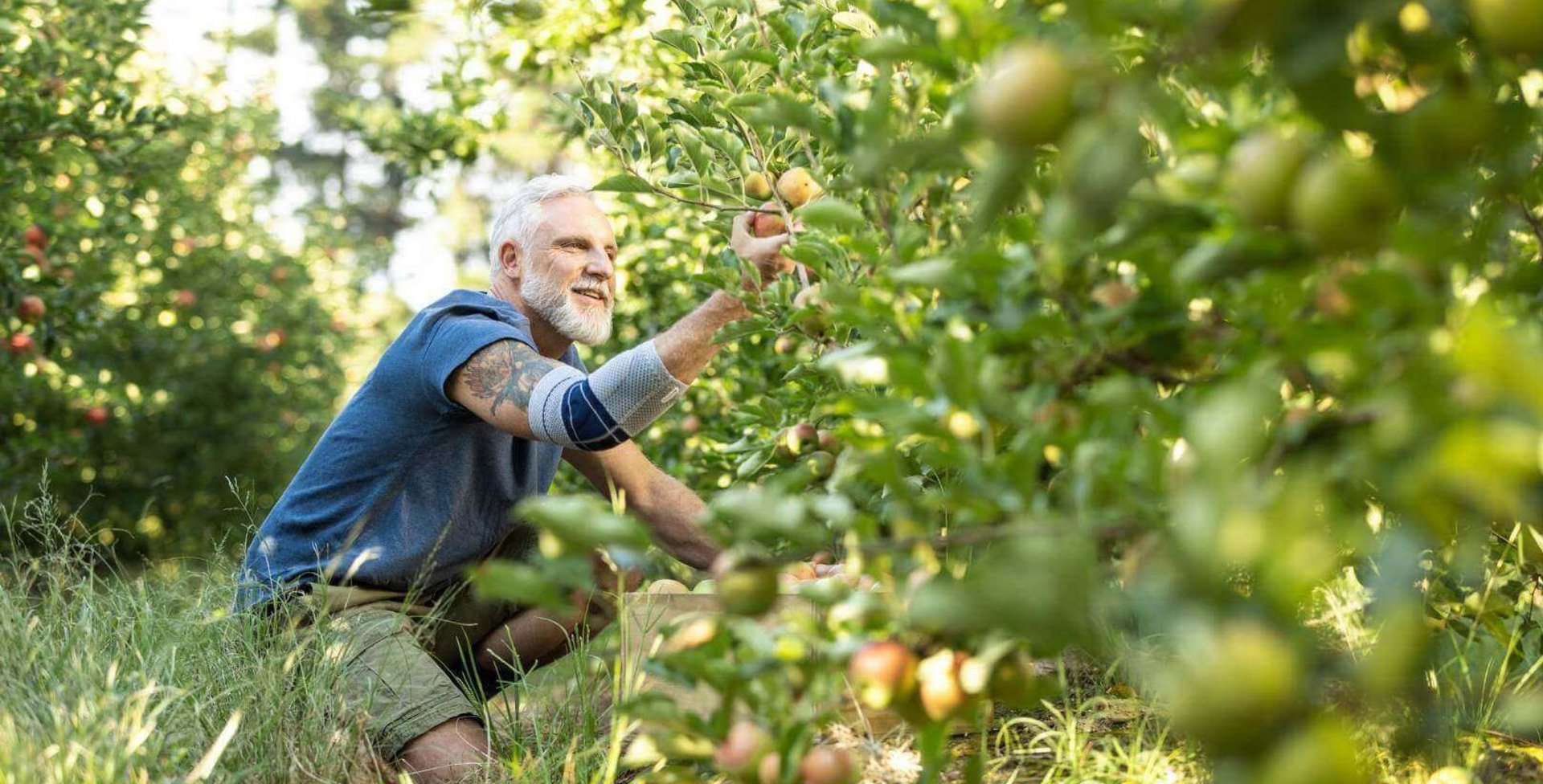 Das Bild zeigt einen Mann beim Obstpflücken im Garten, der eine Ellenbogenbandage von Bauerfeind trägt. Die EpiTrain unterstützt bei Tennisellenbogen-Beschwerden im Alltag und kann Schmerzen lindern.